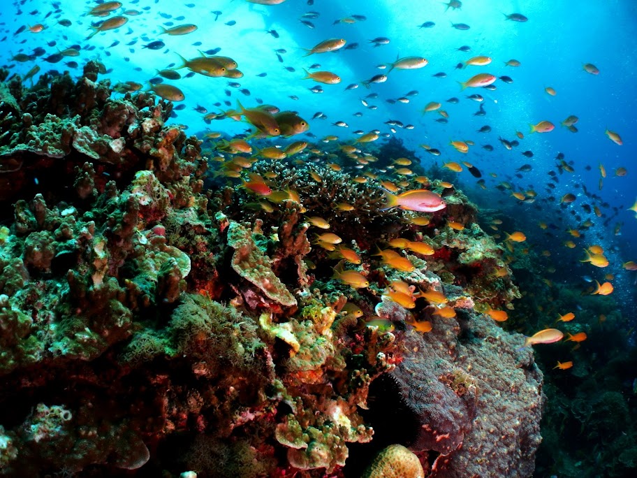 120205 Oslob Sumilon Balicasag 134.JPG